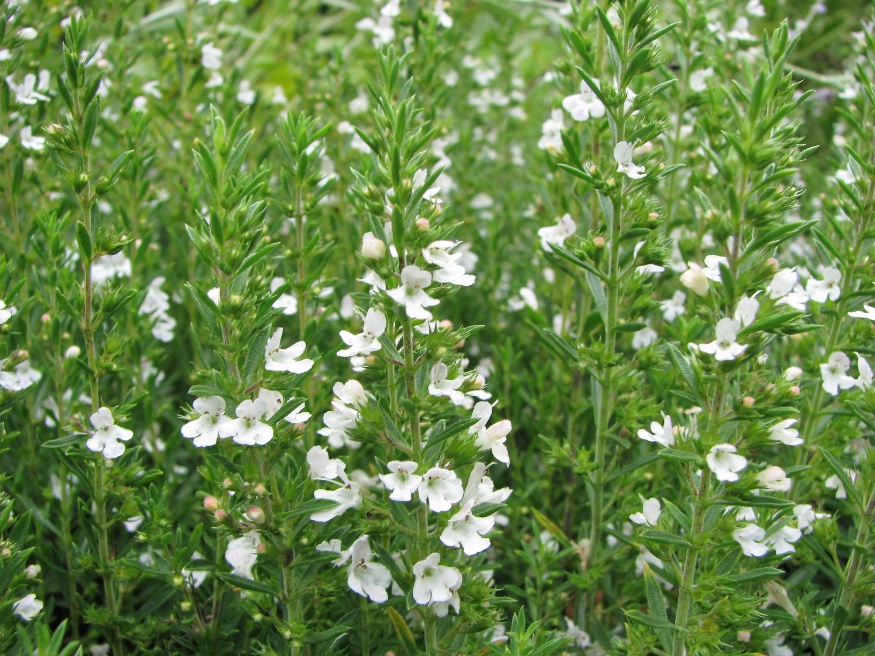winter savory