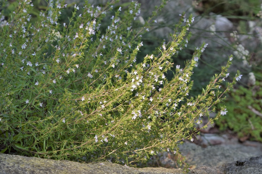 winter savory