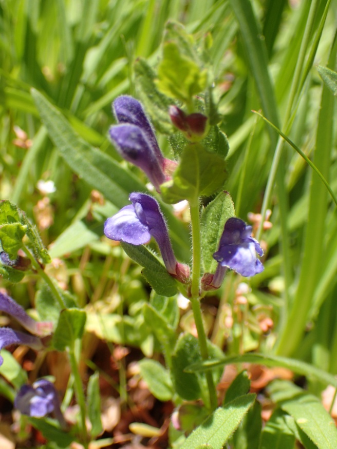skullcap