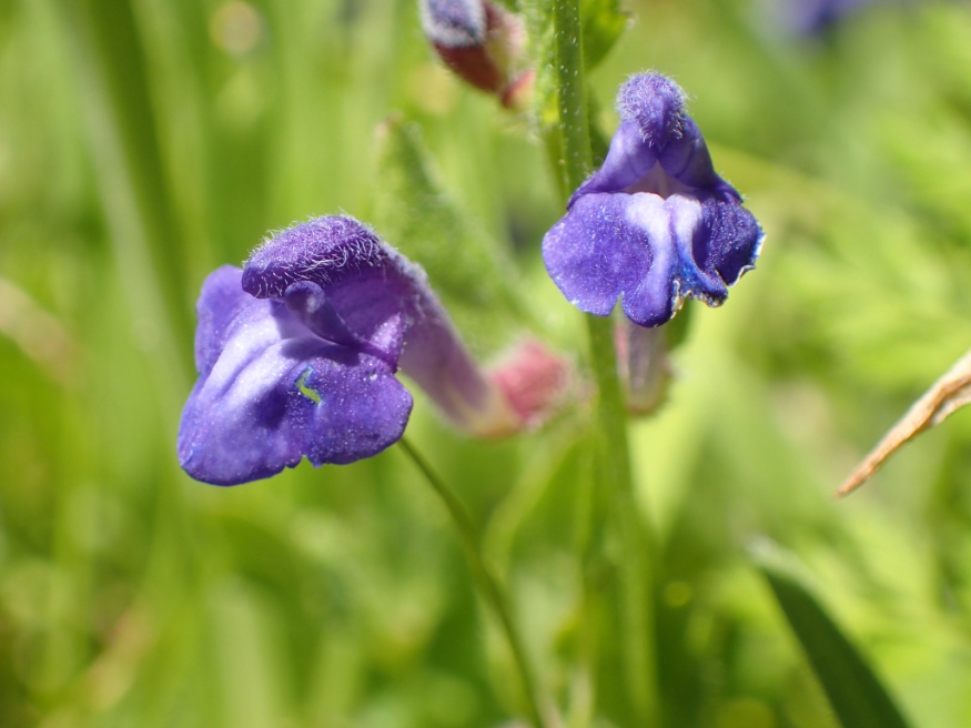 skullcap