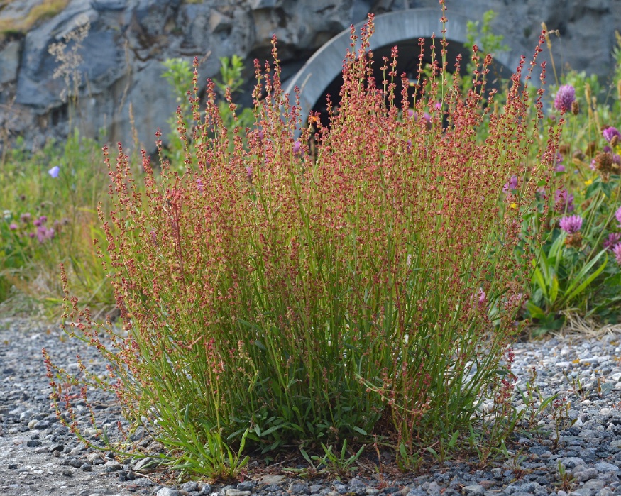 sheep sorrel