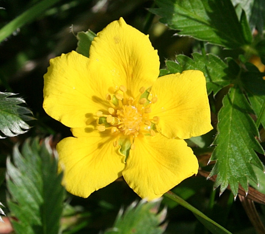 silverweed