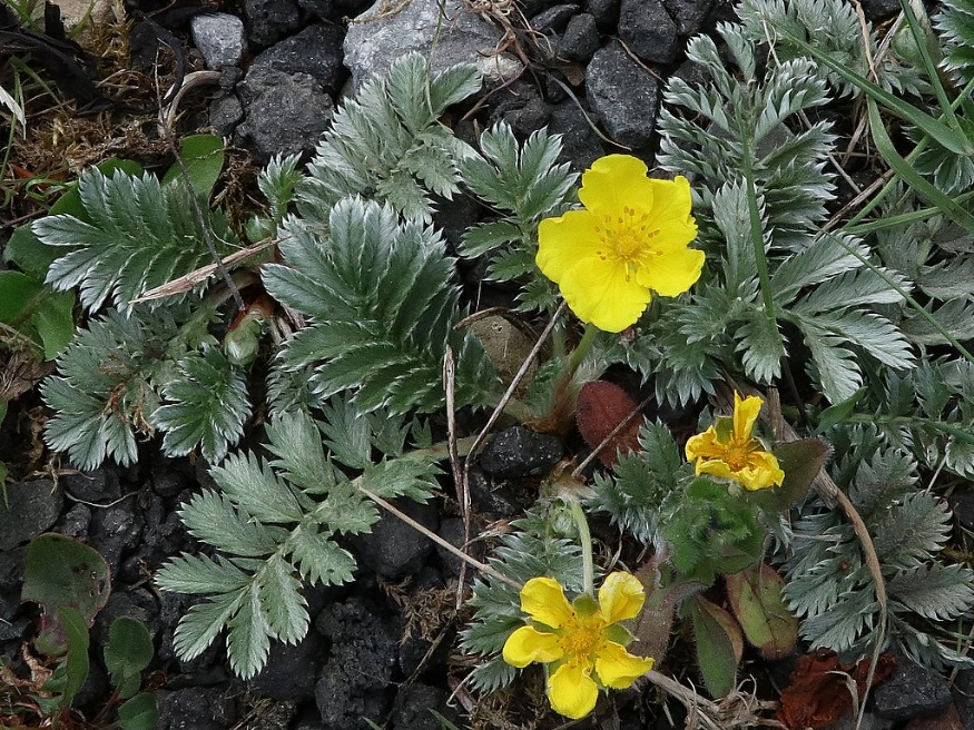 silverweed