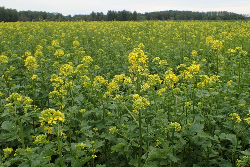 white mustard