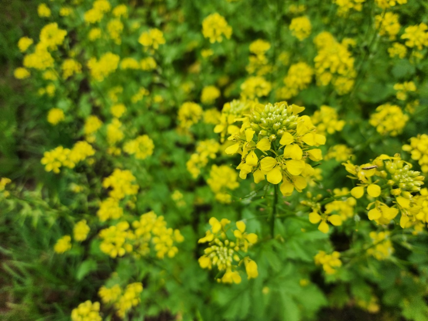 white mustard