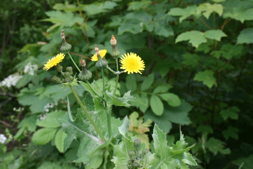 Sow Thistle