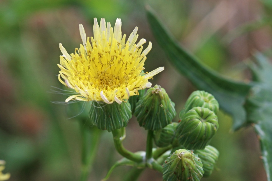 Sow Thistle