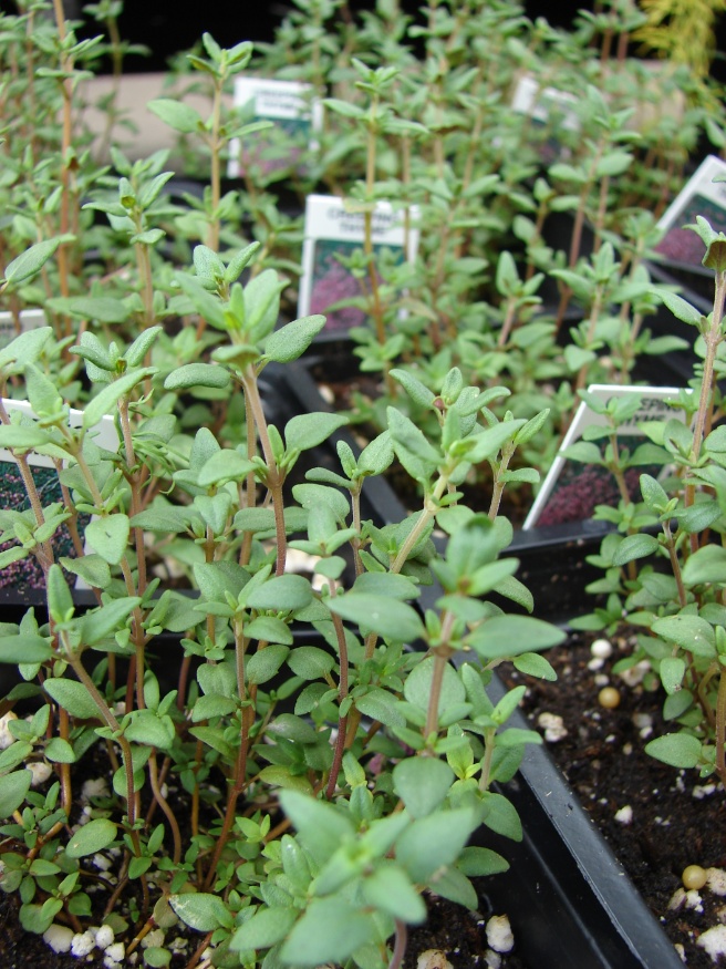 thyme