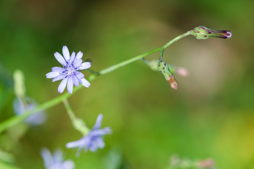 Tall Blue Lettuce – Grow & Use in Northern Gardens | Northern Medicinal ...