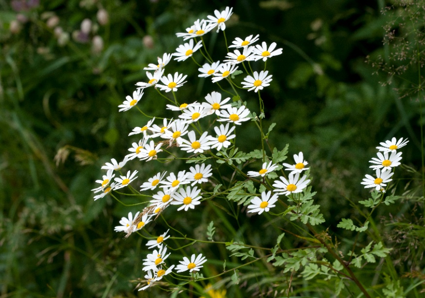 feverfew