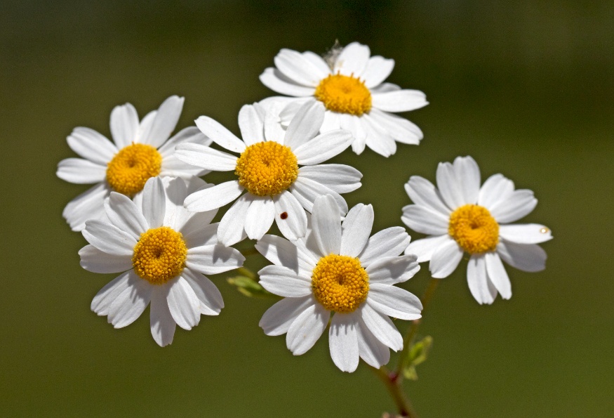 feverfew