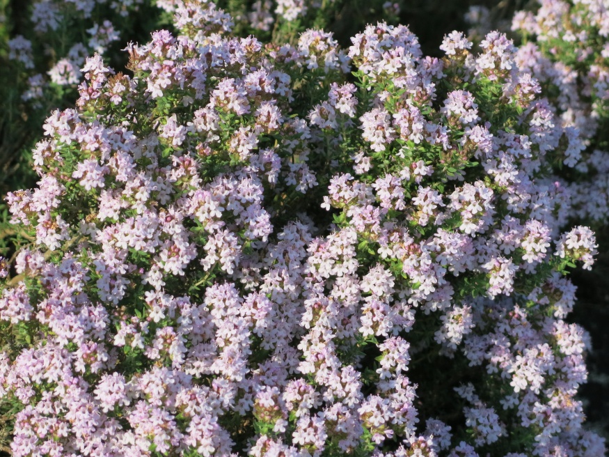 thyme