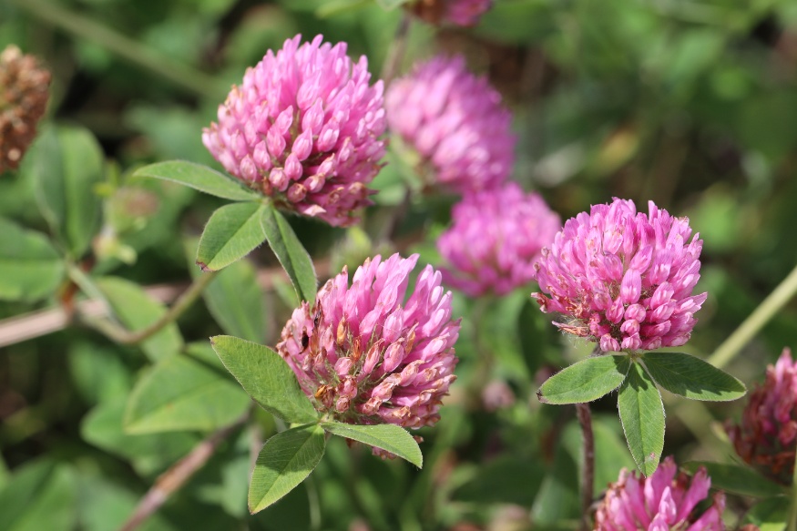 red clover