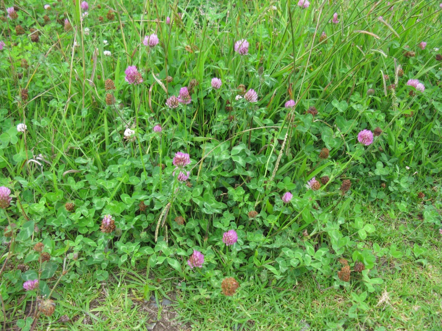 red clover