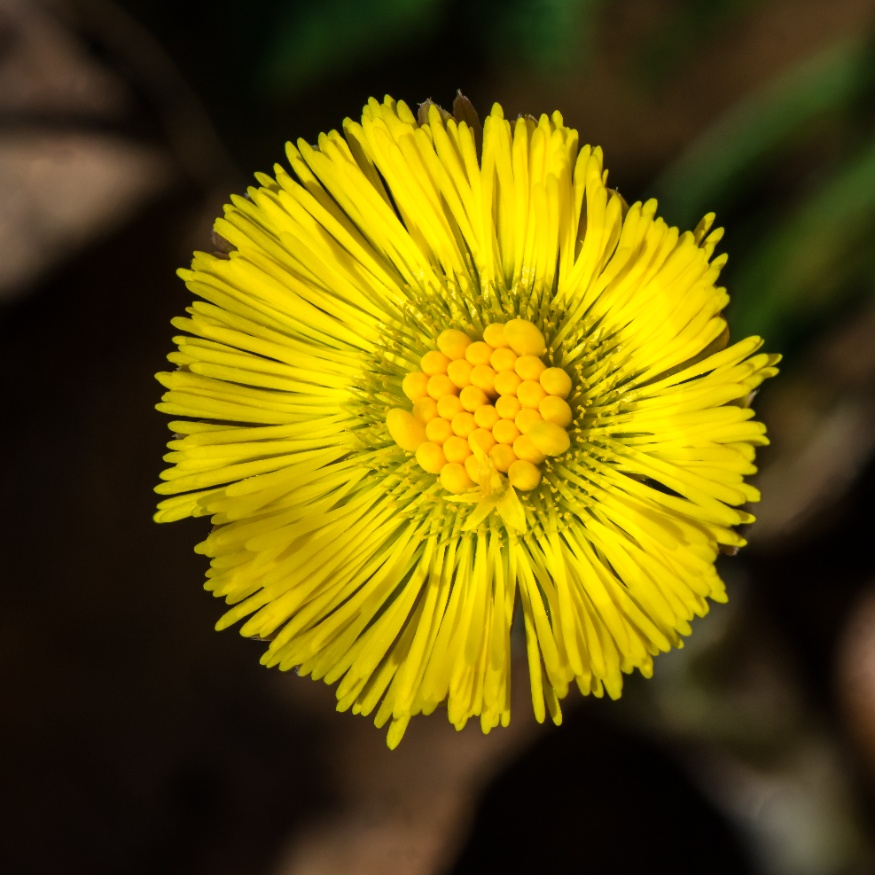 coltsfoot