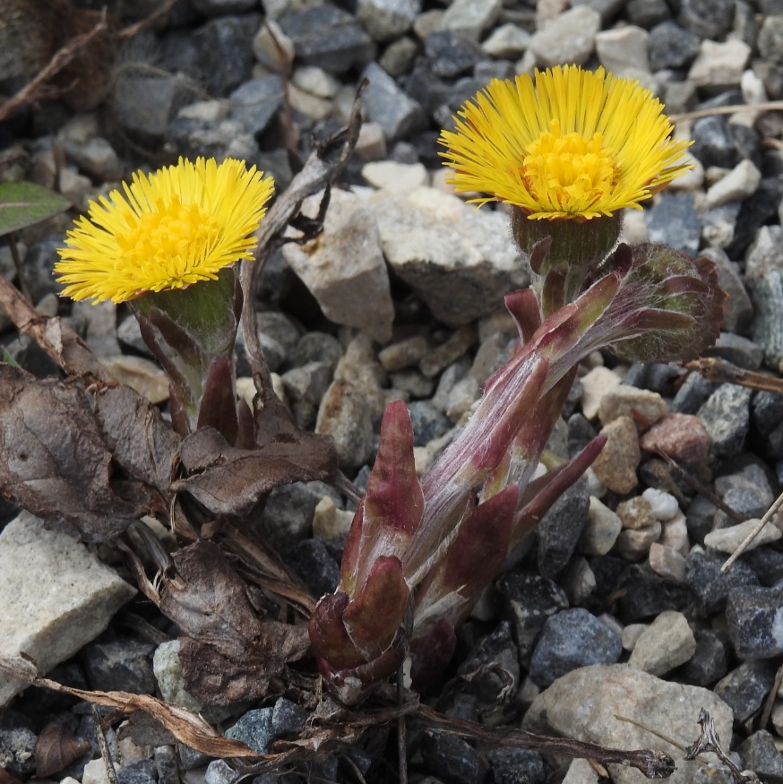 coltsfoot