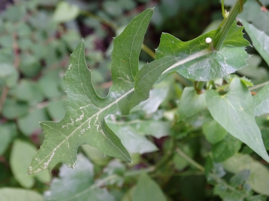 Sow Thistle