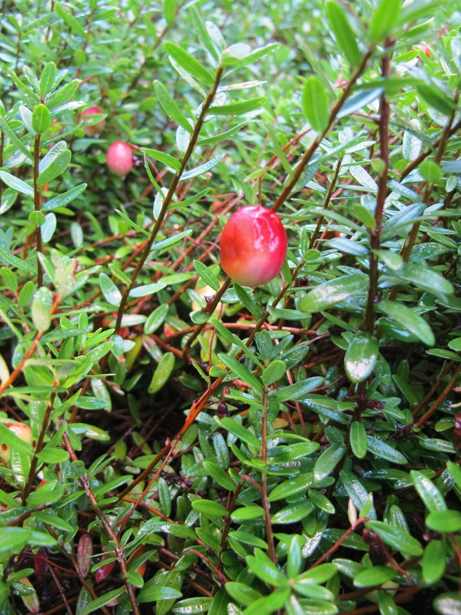 American cranberry fruit