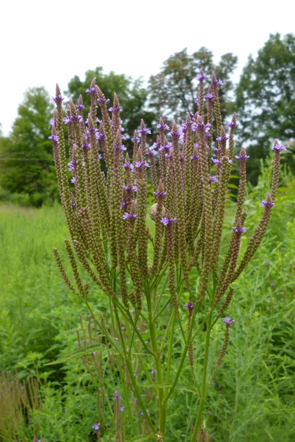 blue vervain