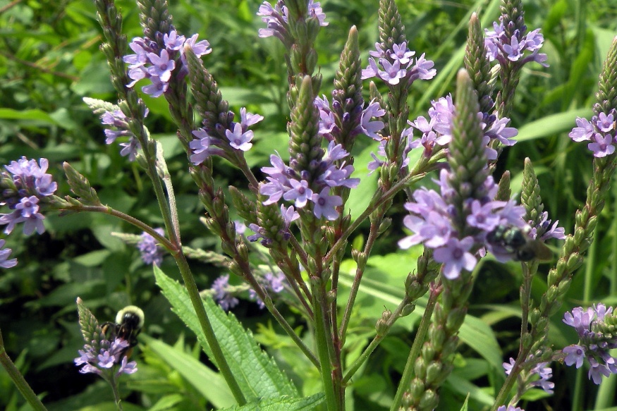 blue vervain