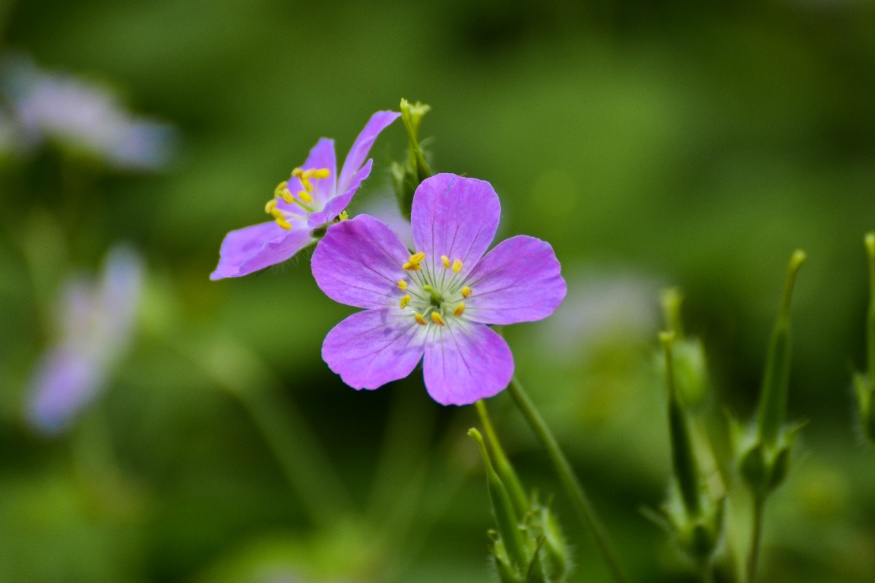 Wild Geranium (Geranium maculatum)