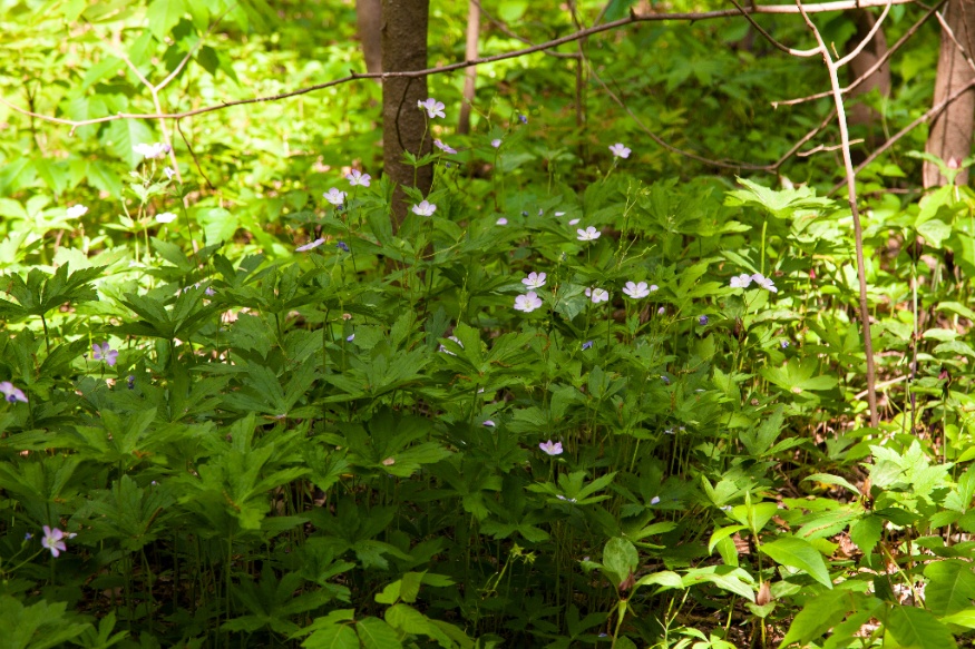 Wild Geranium (Geranium maculatum)