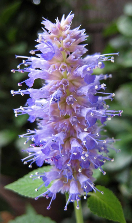 anise hyssop