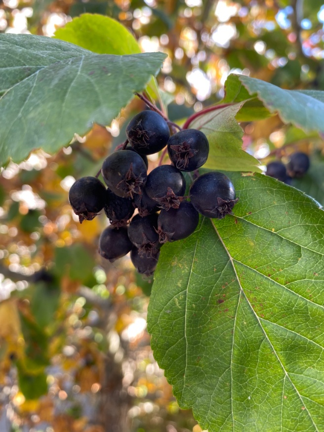 black hawthorn fruit