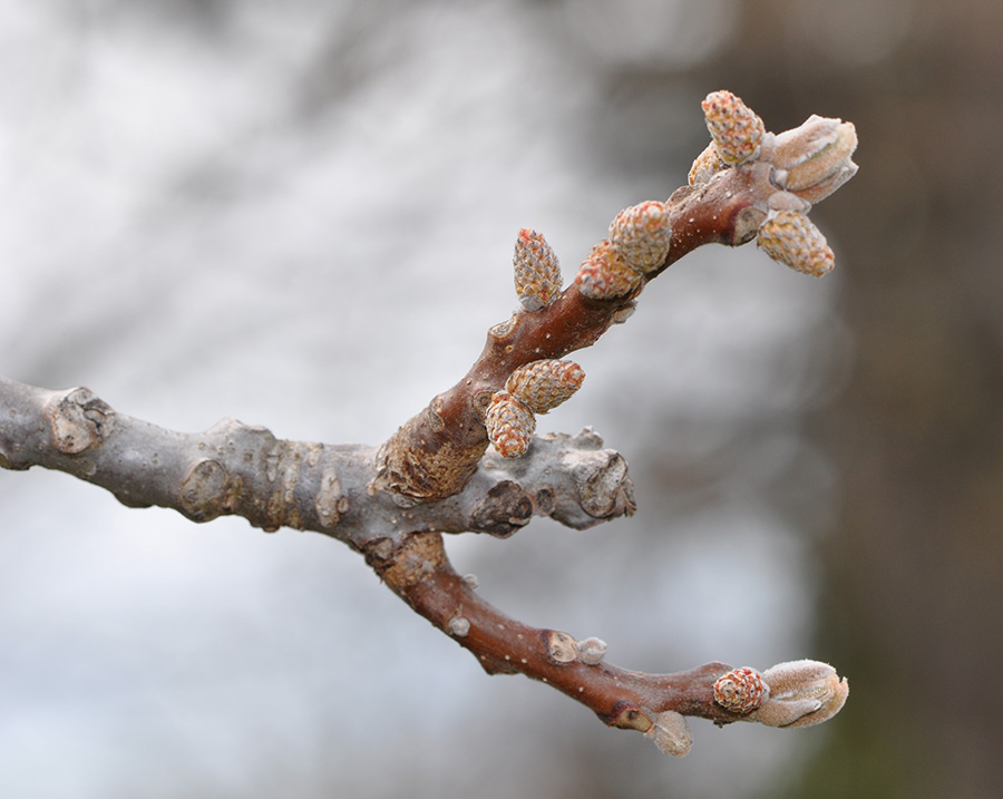 Black Walnut Winter buds