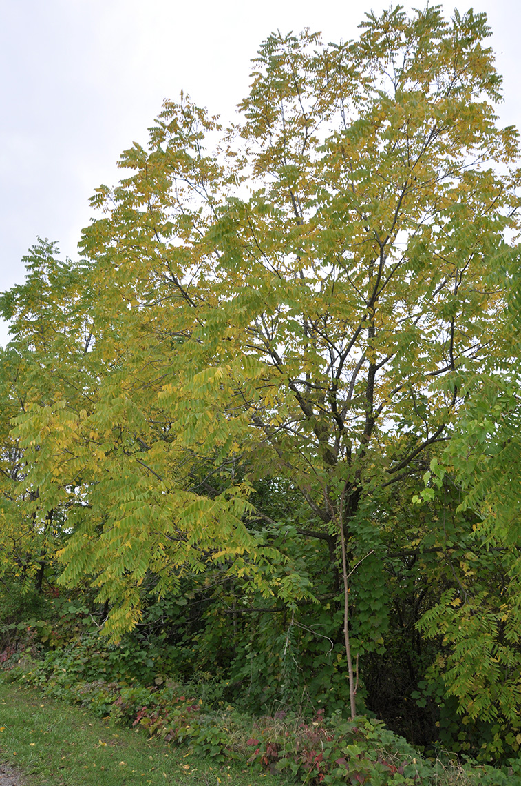 Black Walnut Fall