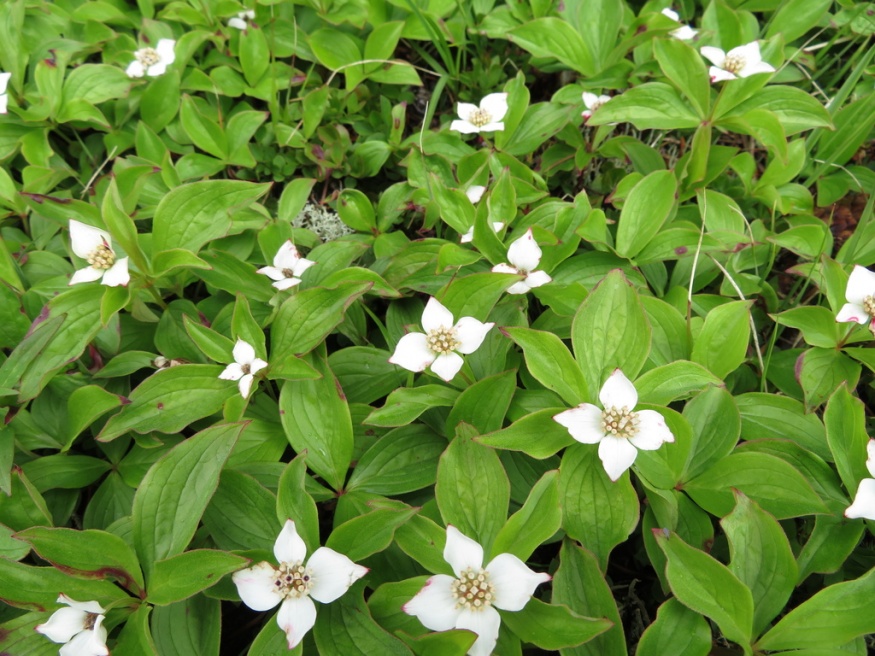 bunchberry flowers