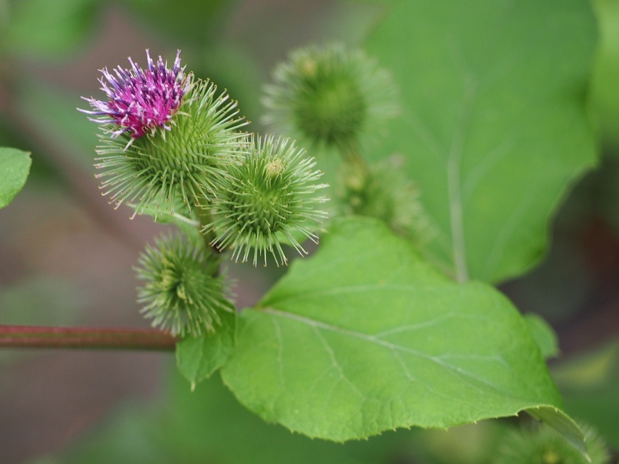 burdock