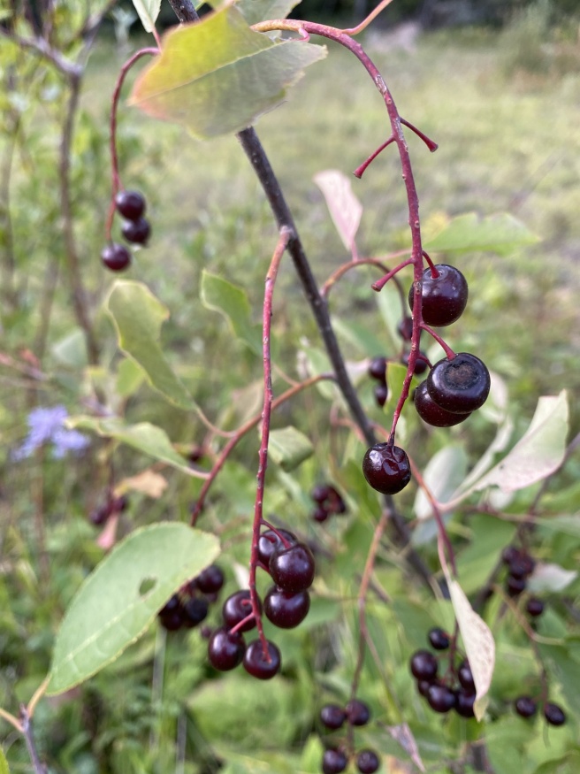 choke cherry fruit