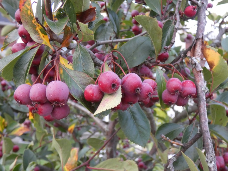 cockspur hawthorn fruit