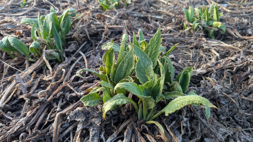 comfrey patch