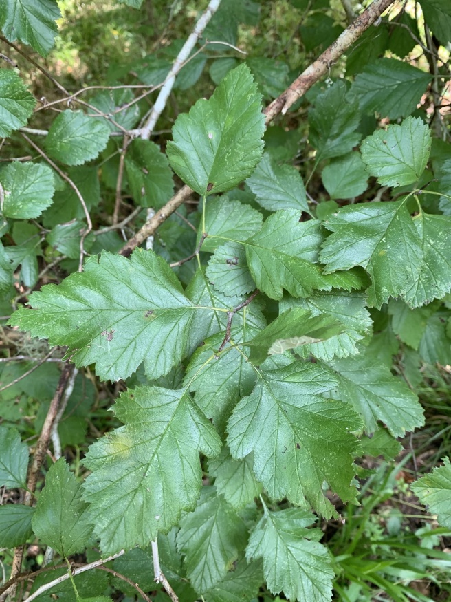 downy hawthorn leaves