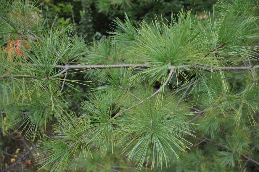 eastern white pine