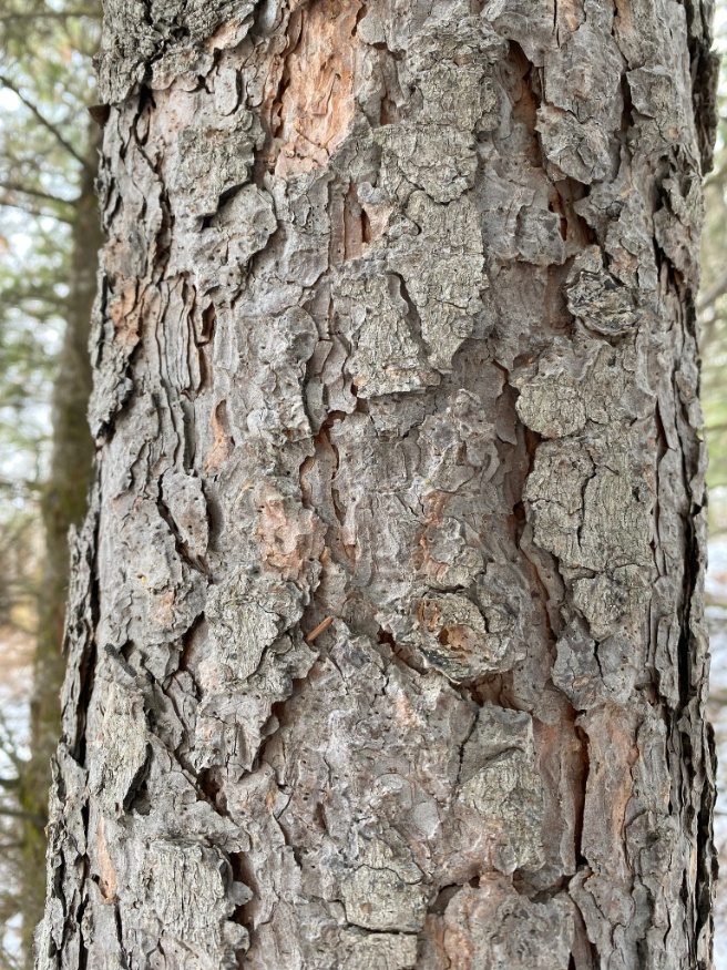 engelmann spruce bark