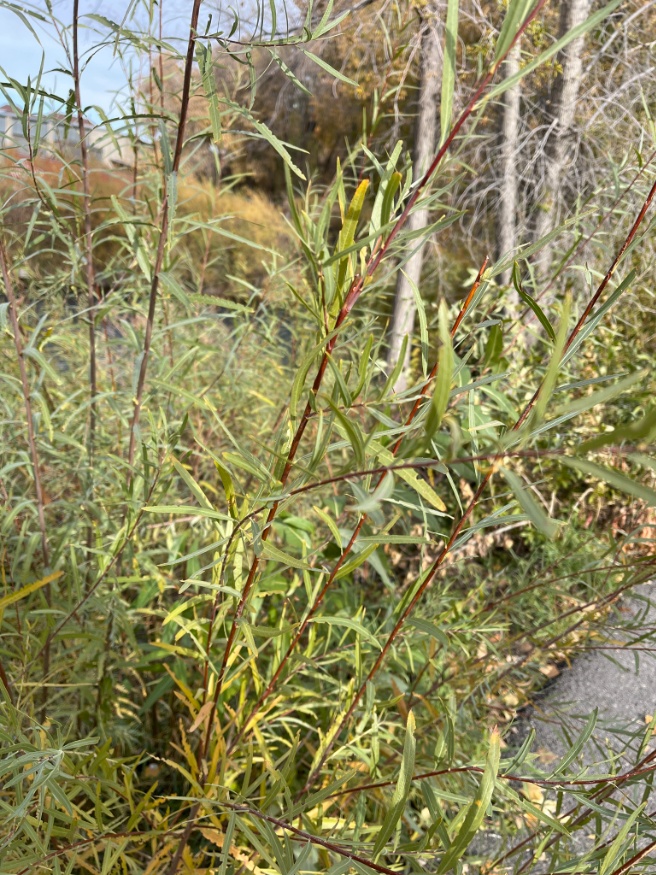 narrowleaf willow