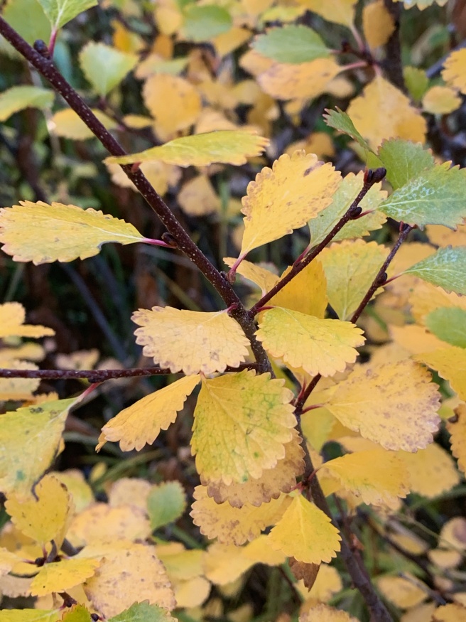 dwarf birch fall leaves