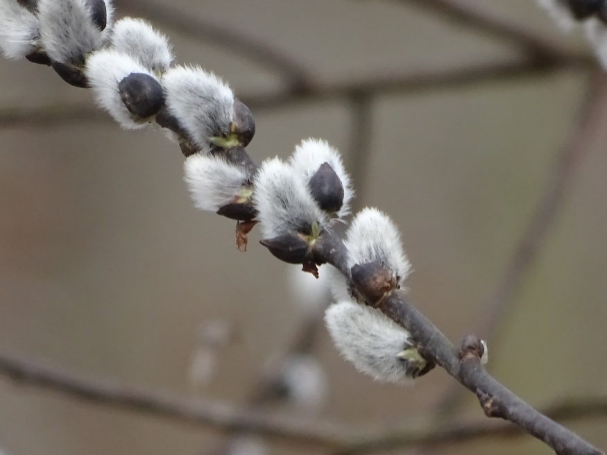 Pussy Willow buds
