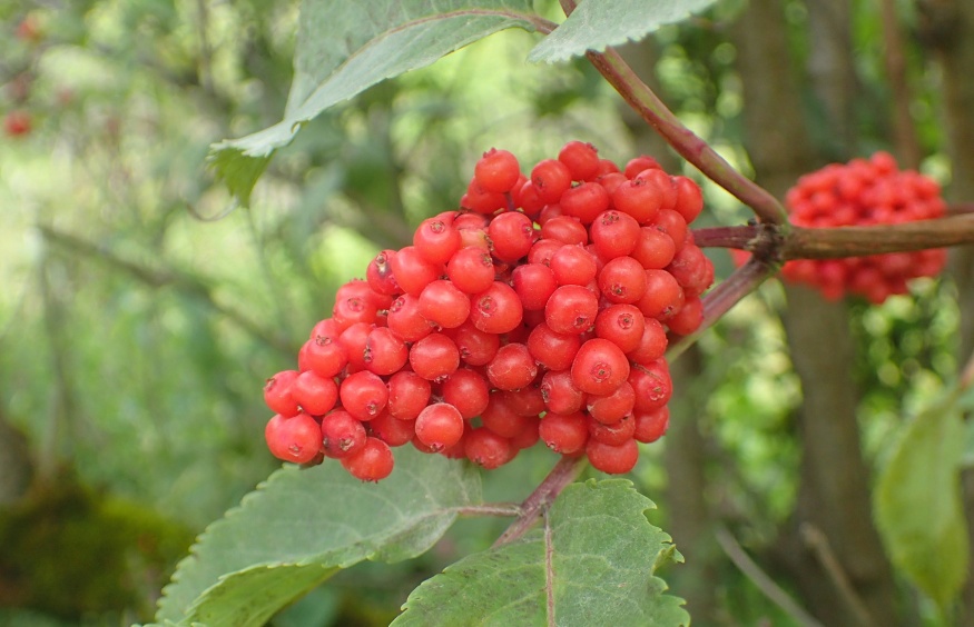 Red Elderberry fruit