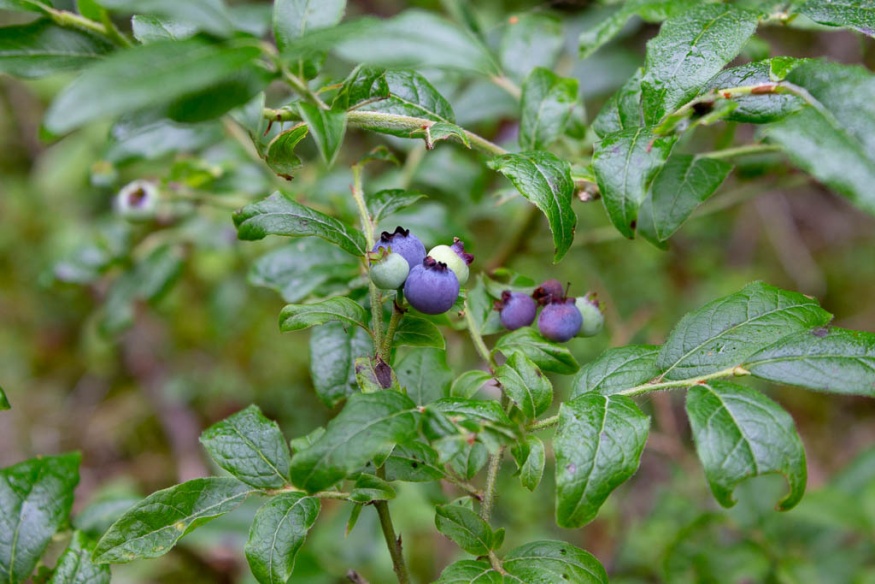 Velvetleaf Blueberry
