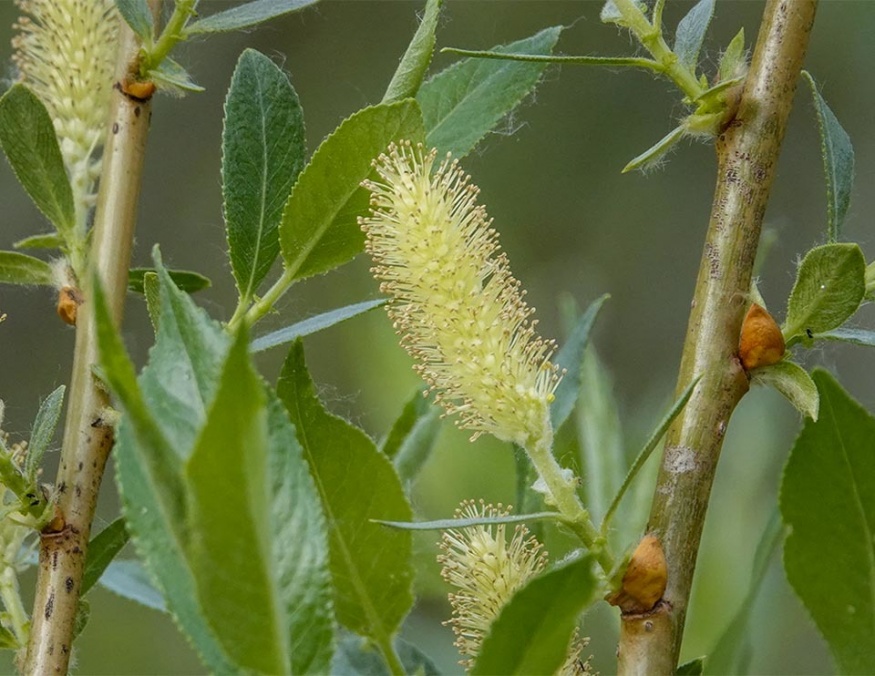 Pussy Willow flowers