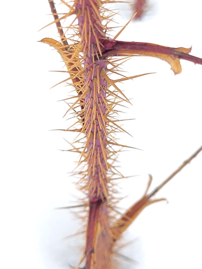 prickly wild rose spines