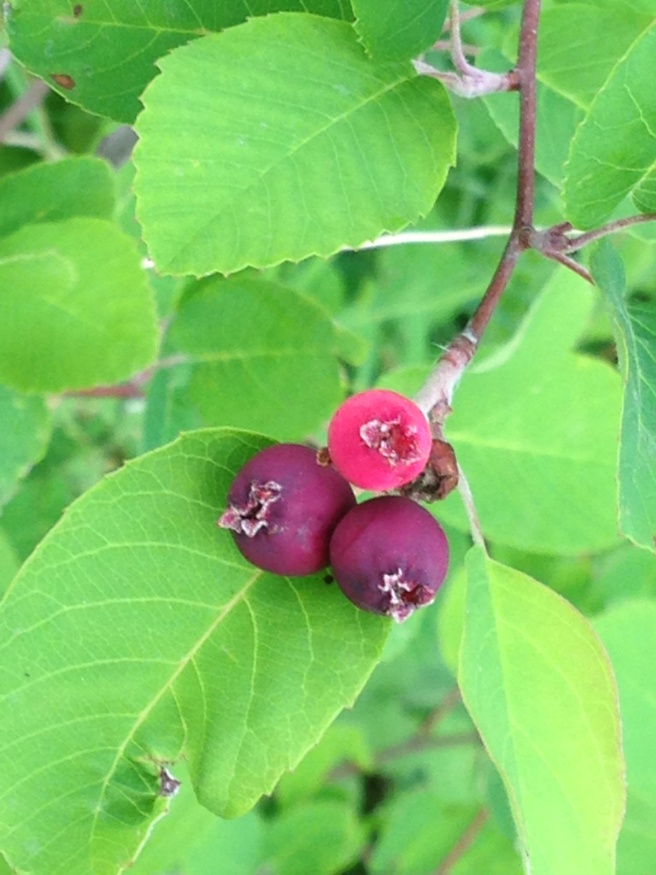 saskatoon berry fruit