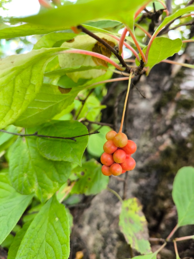 schisandra berry