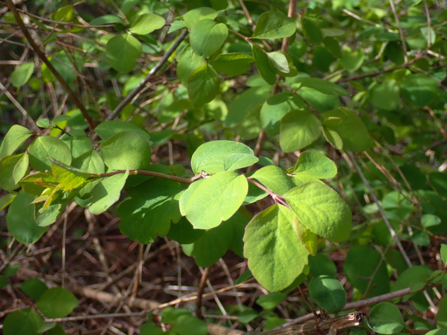 common snowberry leaves