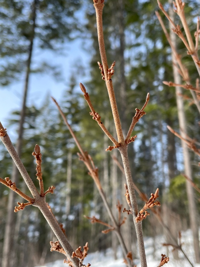 soapberry in winter