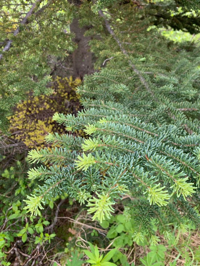 subalpine fir leaves